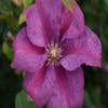 Bosrank (Clematis 'Rahvarinne')