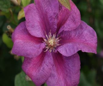 Bosrank (Clematis 'Rahvarinne')