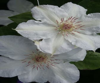 Bosrank (Clematis 'Valge Daam')