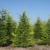 Haagconifeer (Cupressocyparis leylandii 'Castlewellan Gold' )