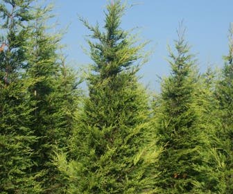 Haagconifeer (Cupressocyparis leylandii 'Castlewellan Gold' )