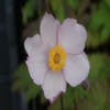 Anemoon (Anemone 'Hadspen Abundance')