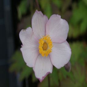 Anemone 'Hadspen Abundance' (Anemoon)