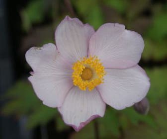 Anemoon (Anemone 'Hadspen Abundance')