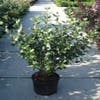 Sneeuwbal (Viburnum burkwoodii 'Anne Russel')