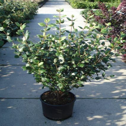 Sneeuwbal (Viburnum burkwoodii 'Anne Russel')