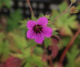 Ooievaarsbek (Geranium 'Patricia')