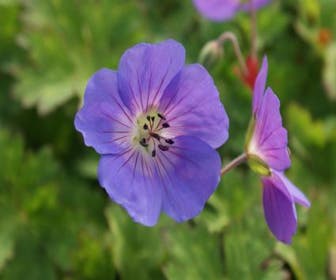 Ooievaarsbek (Geranium 'Rozanne') BIO