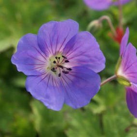 Ooievaarsbek 'Rozanne' bijen plant