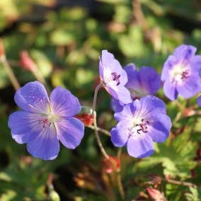 Ooievaarsbek (Geranium 'Rozanne')