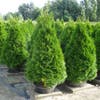 Westerse levensboom (Thuja occidentalis 'Smaragd')