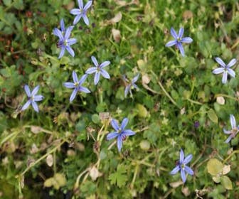 Alpengemkers (Houstonia caerulea 'Millard's Variety')