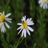 Kalimeris (Kalimeris pinnatifida 'Hortensis')