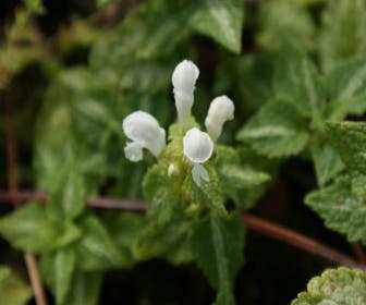 Dovenetel (Lamium maculatum 'Album')