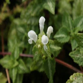 Dovenetel (Lamium maculatum 'Album') Bio