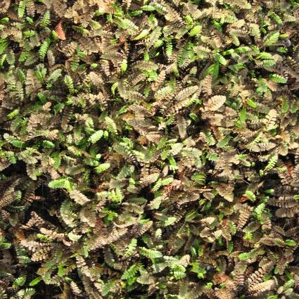 Koperknoopje (Leptinella potentillina)