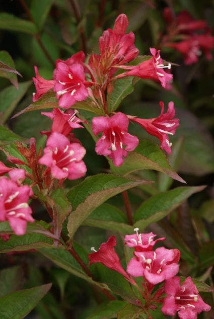 Weigelia