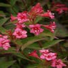 Weigela (Weigela 'Bristol Ruby')