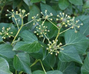 Struikklimop (Hedera helix 'Arborescens')