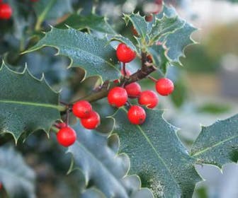 Gewone Hulst (Ilex aquifolium)