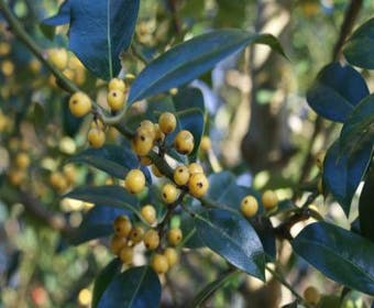 Hulst (Ilex aquifolium 'Bacciflava')