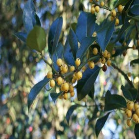 Hulst (Ilex aquifolium 'Bacciflava')