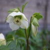 Kerstroos (Helleborus niger) BIO