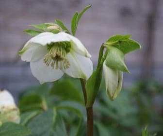 Kerstroos (Helleborus niger) BIO