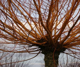 Knotwilg (Salix alba 'Chermesina')