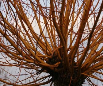 Knotwilg (Salix alba 'Chermesina')