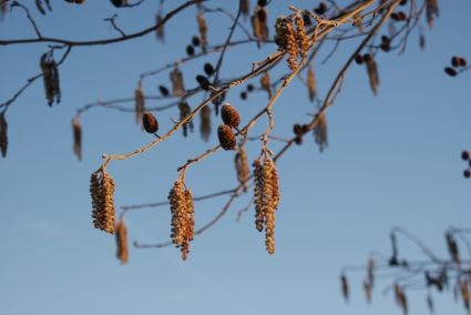 Carpinus