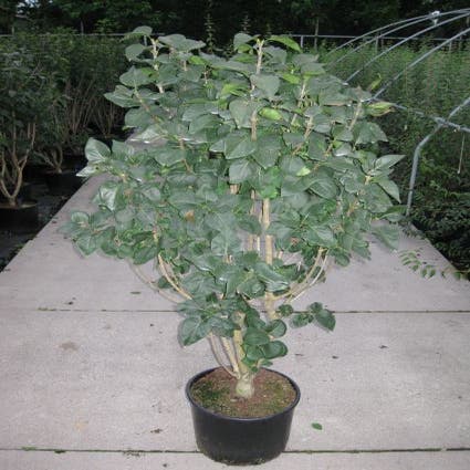 Sering op stam (Syringa 'Charles Jolly')