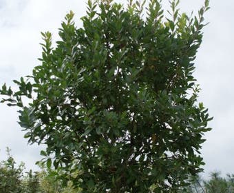 Aardbeiboom (Arbutus unedo)