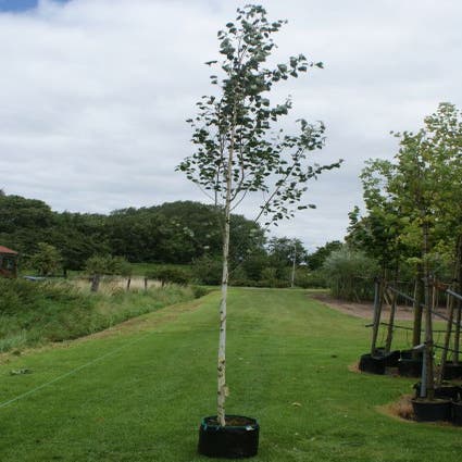 Witte Berk (Betula utilis 'Doorenbos')