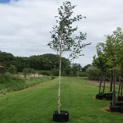 krullen gloeilamp Recreatie Witte Berk (Betula utilis 'Doorenbos') | Directplant