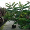 Fluweelboom, struik (Rhus typhina)