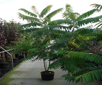 Fluweelboom, struik (Rhus typhina)