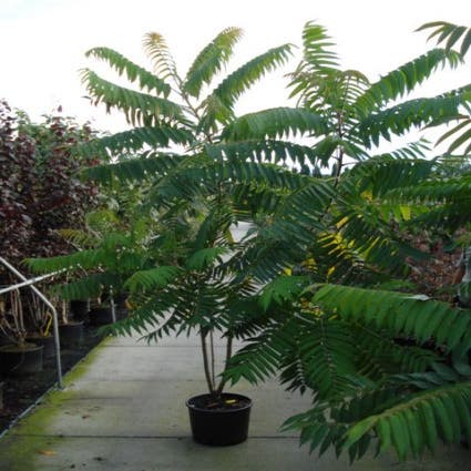 Fluweelboom, struik (Rhus typhina)