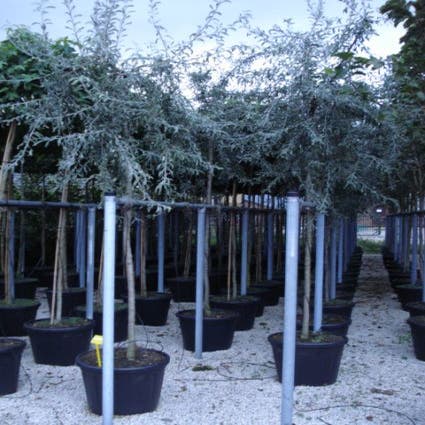 Treursierpeer (Pyrus salicifolia 'Pendula')