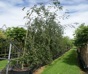 Treurbeuk (Fagus sylvatica 'Pendula')