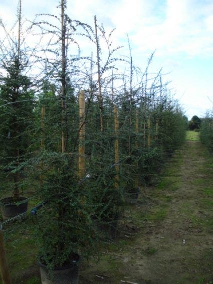 Nothofagus antarctica
