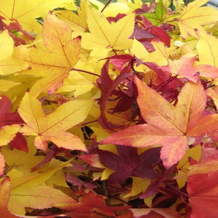 Amberboom als leivorm (Liquidambar styraciflua 'Worplesdon')