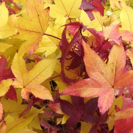 Amberboom als leivorm (Liquidambar styraciflua 'Worplesdon')