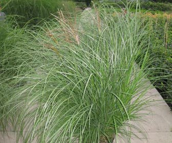 Chinees riet/sierriet (Miscanthus sinensis 'Gracillimus')