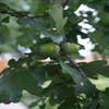 Zomereik (Quercus robur)