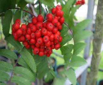 Gewone lijsterbes, bosplantsoen (Sorbus aucuparia)