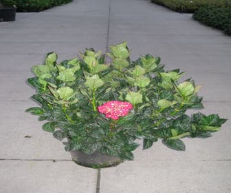 Hortensia (Hydrangea macrophylla 'Merveille Sanguine')