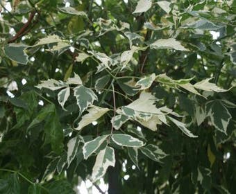 Vederesdoorn als boom (Acer negundo 'Flamingo')
