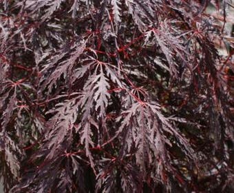 Japanse esdoorn (Acer palmatum 'Inaba-shidare')