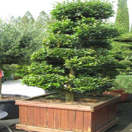 Camellia als bonsai (Camellia sasanqua)